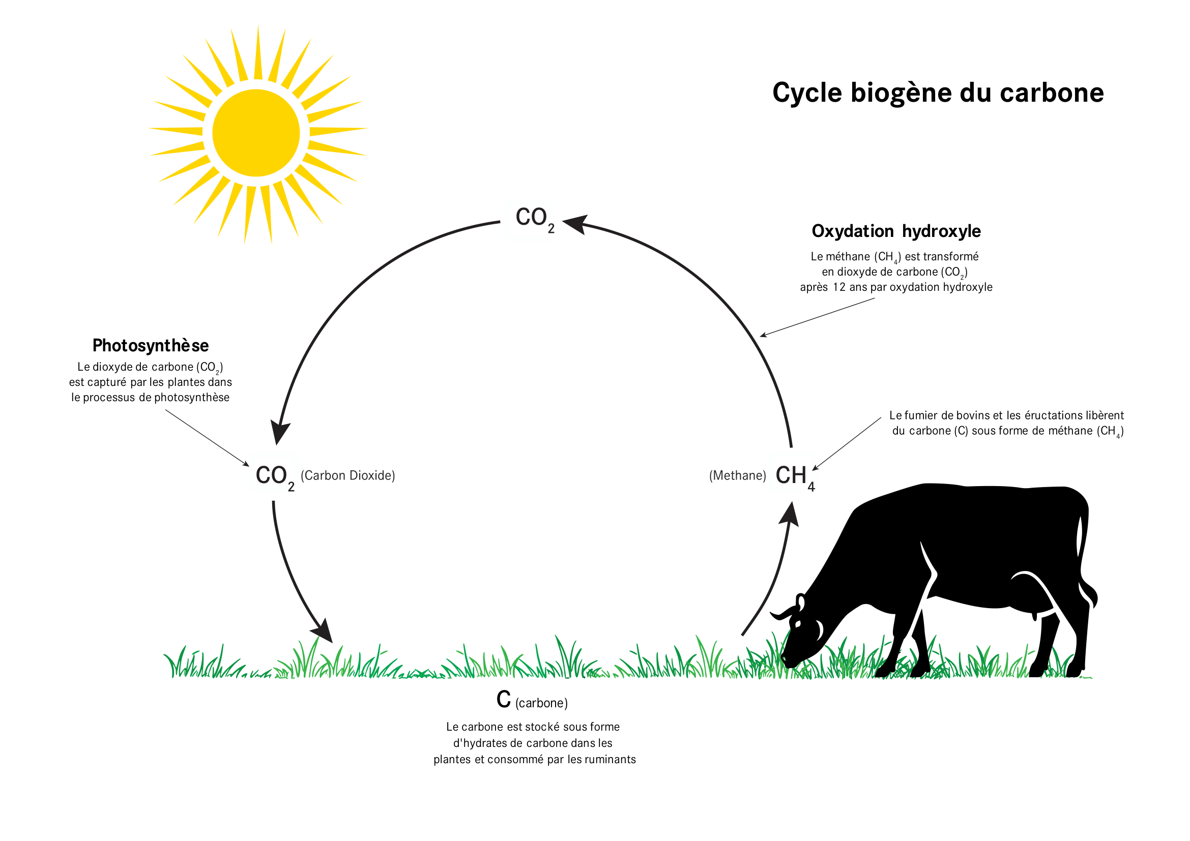 2_fig3_biogeniscarboncycle_fr-1