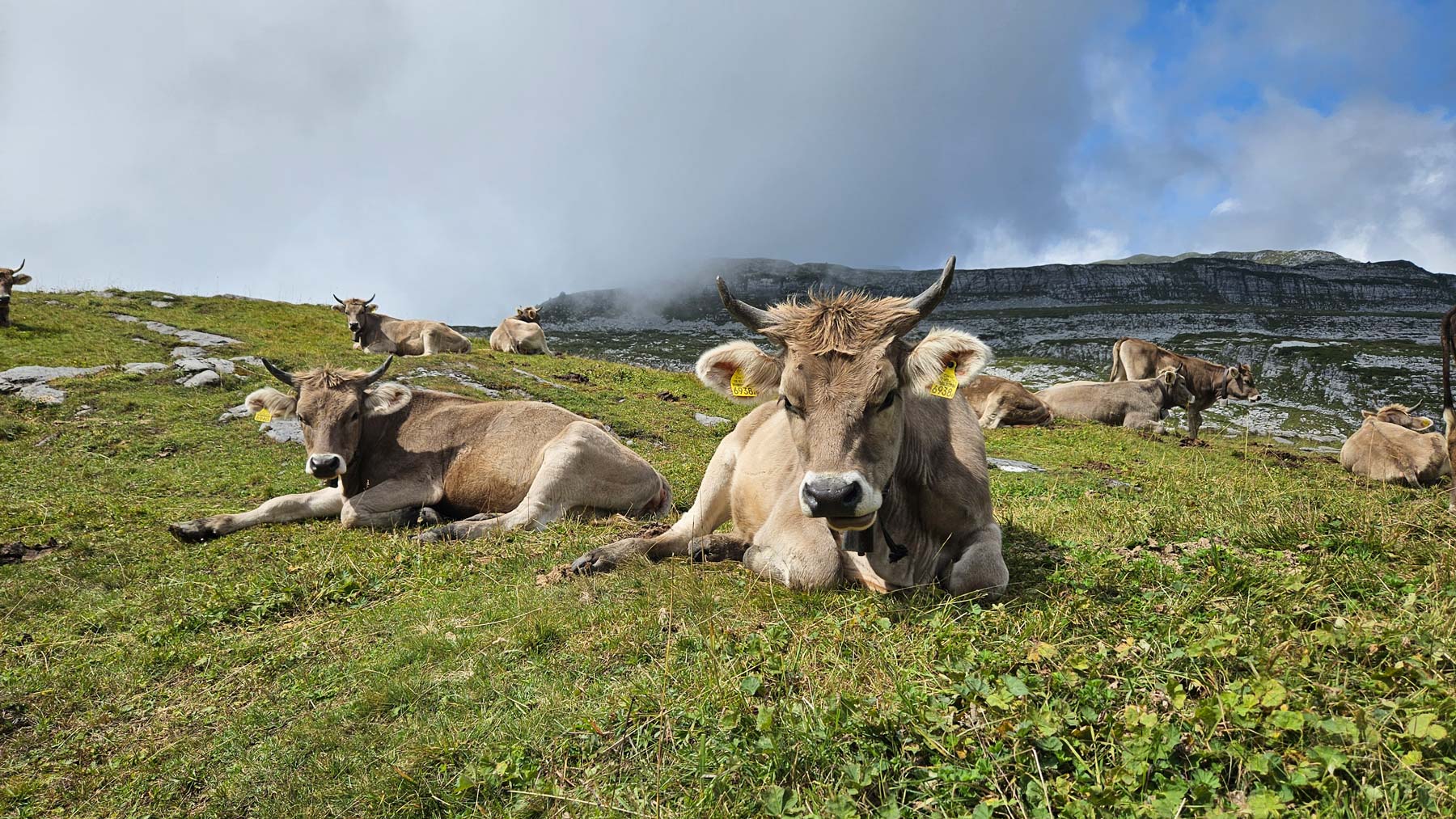 Grâce aux animaux de rente, nous pouvons utiliser des surfaces jusque dans les montagnes pour la production alimentaire et renforcer ainsi la sécurité de l’approvisionnement. Grâce aux animaux de rente, nous pouvons utiliser des surfaces jusque dans les montagnes pour la production alimentaire et renforcer ainsi la sécurité de l’approvisionnement.