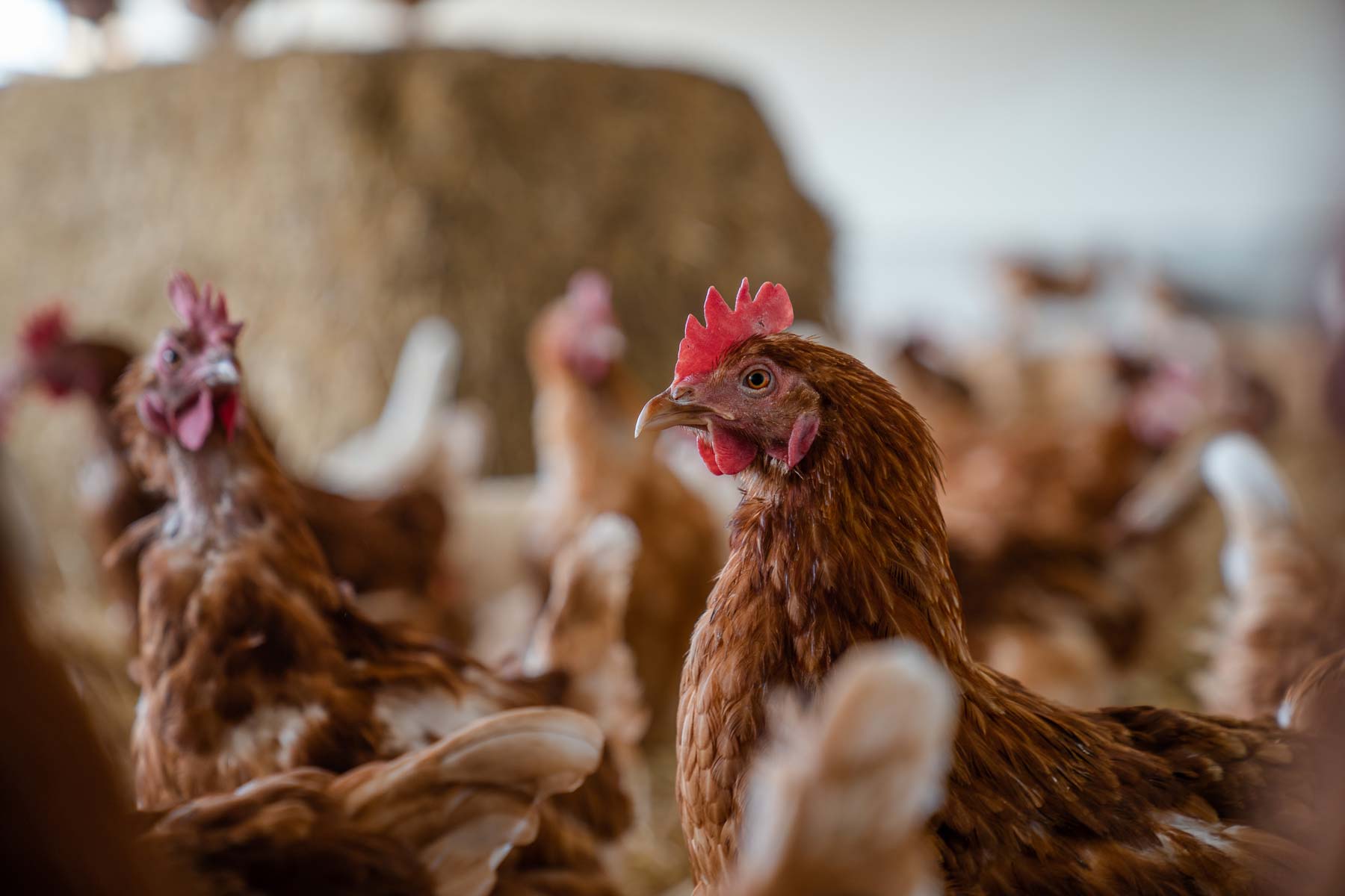 Legehennen und Poulet fressen 20 Prozent des importierten Futters. Legehennen und Poulet fressen 20 Prozent des importierten Futters.